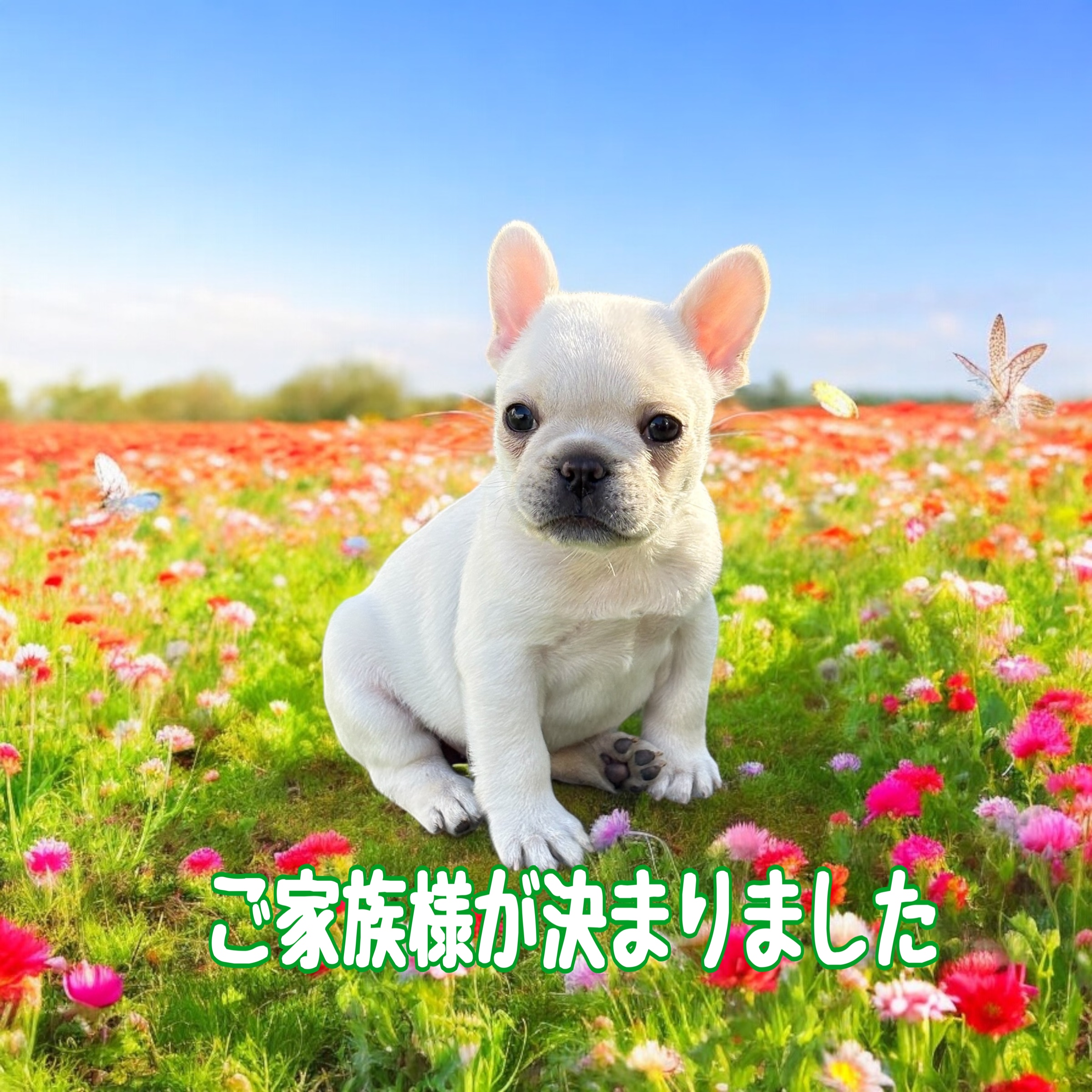 子犬情報